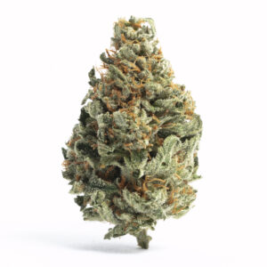 Buy Chocolope Strain