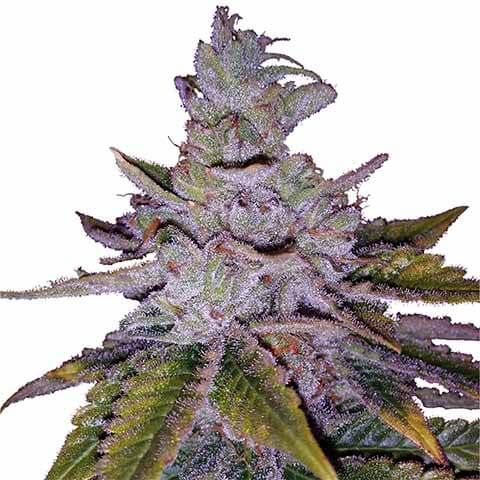 Buy Purple Kush Feminized